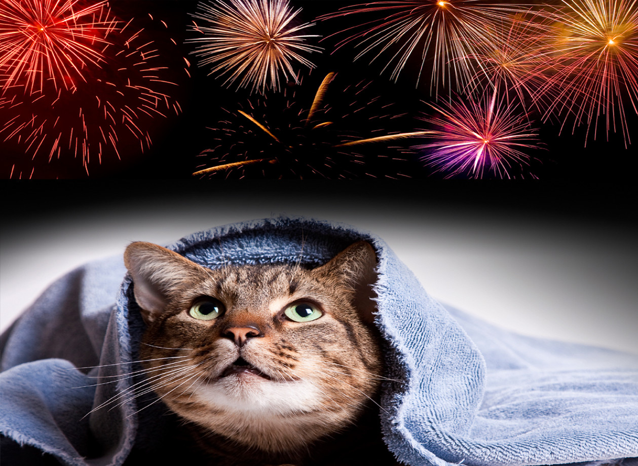 Como proteger os gatos em época de fogos de artifício