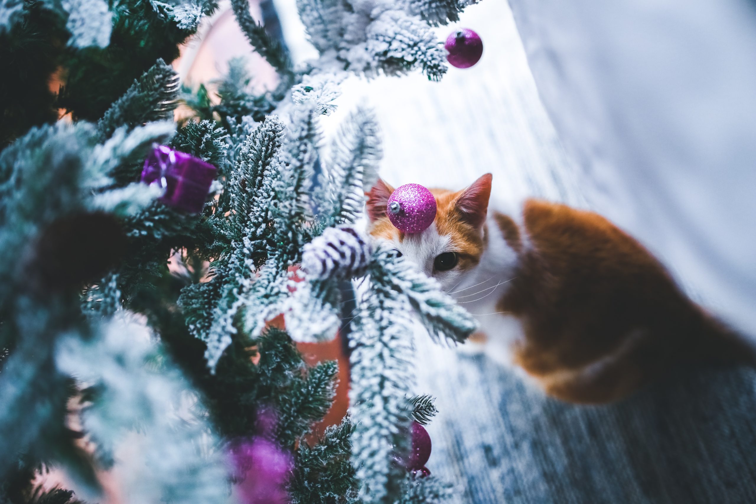 O que você precisa saber sobre gatos e árvores de natal – Hotel Para Gatos  na Zona Leste | Trilha dos Gatos